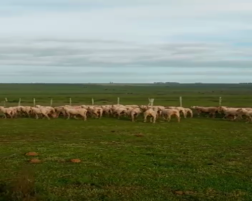 Lote 50 Borregas en Artigas