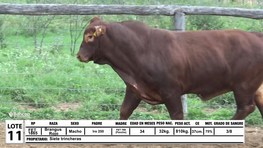 Lote Lote 11