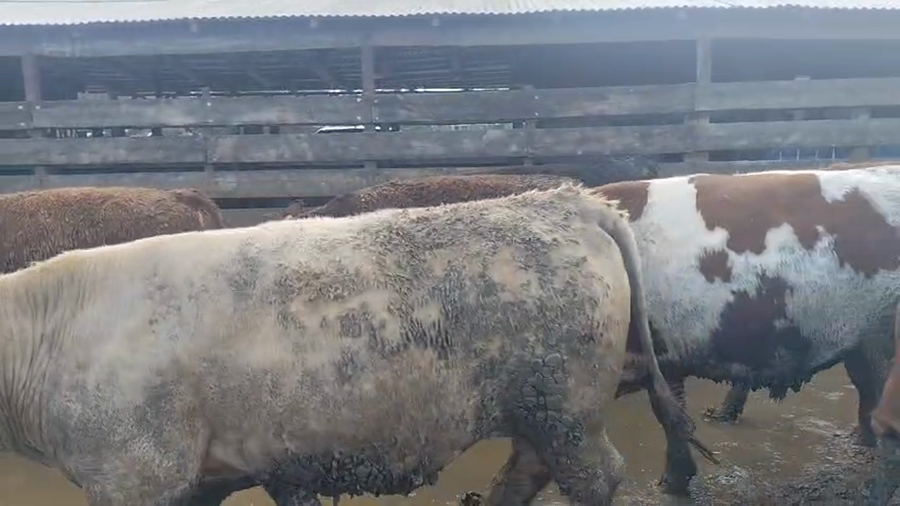 Lote 20 Novillo Gordo en Los Ángeles, VIII Región Biobío