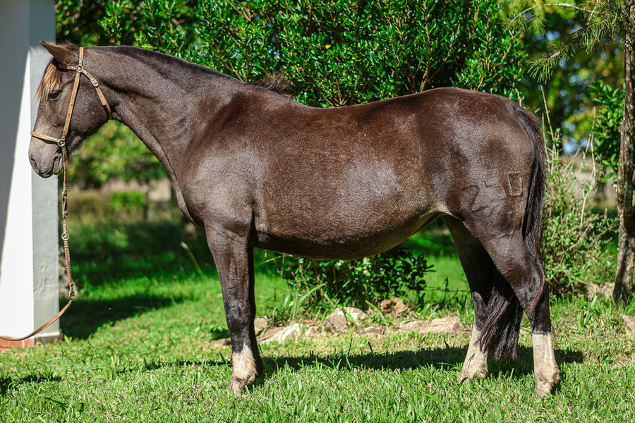 Lote CATANDUVA VISTOSA