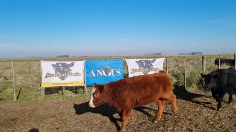 Lote 65 Terneros en Tapalqué, Buenos Aires
