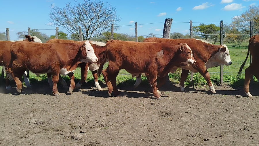 Lote 65 Terneros