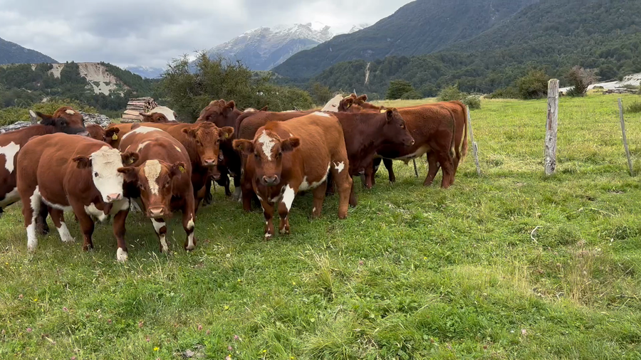 Lote 30 Novillo Engorda en XI Región Aysén, Río Ibáñez