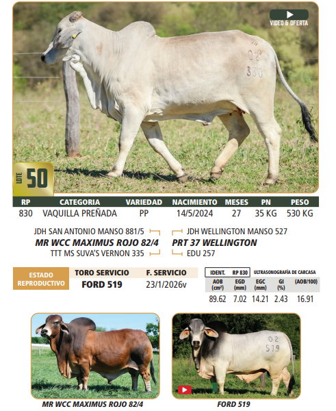 Lote LOTE 50