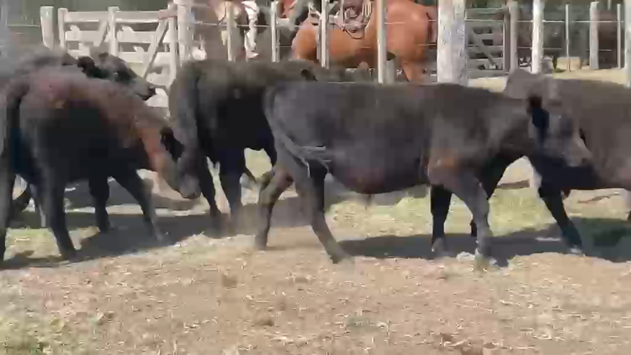 Lote 140 Terneros
