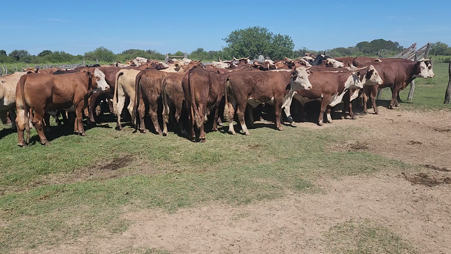 Lote 70 Novillos en Esquina, Corrientes