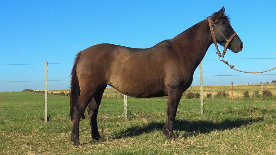 Lote MACARENA BUENA SUERTE