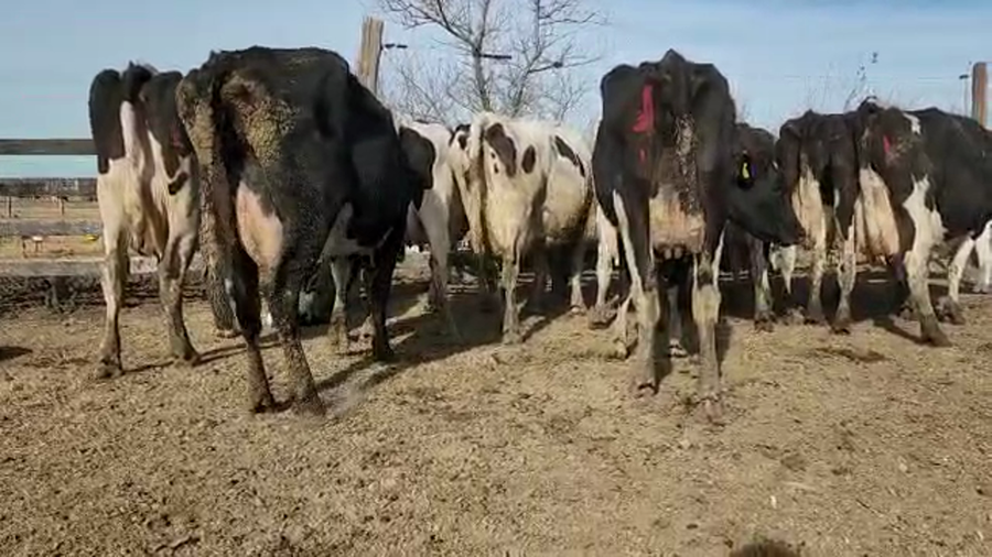 Lote Est. Don Osvaldo - Produccion