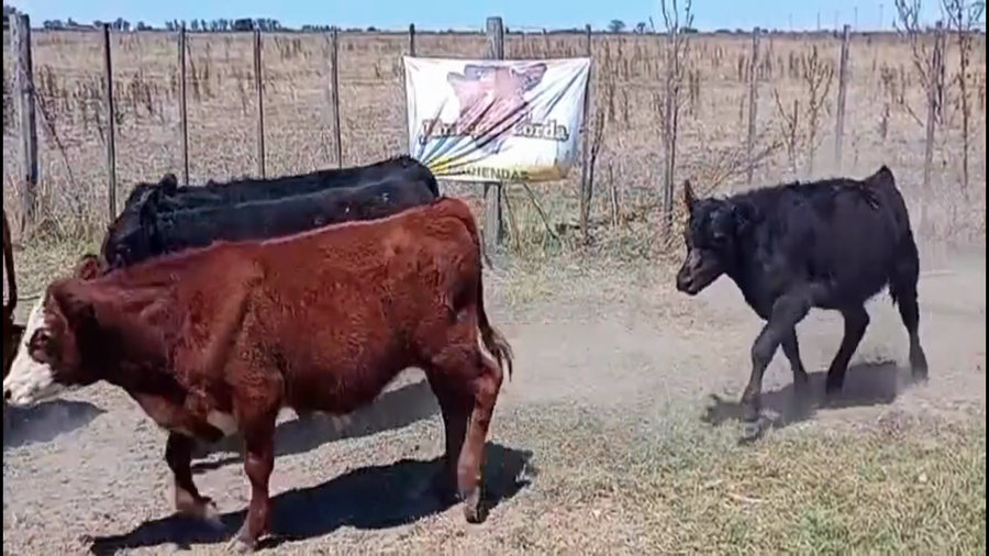 Lote 40 Terneros
