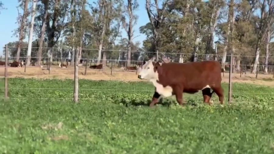Lote CABAÑA LOS CHARABONES