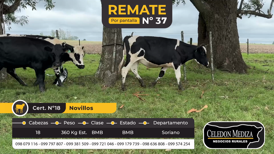 Lote 17 Novillos en Soriano