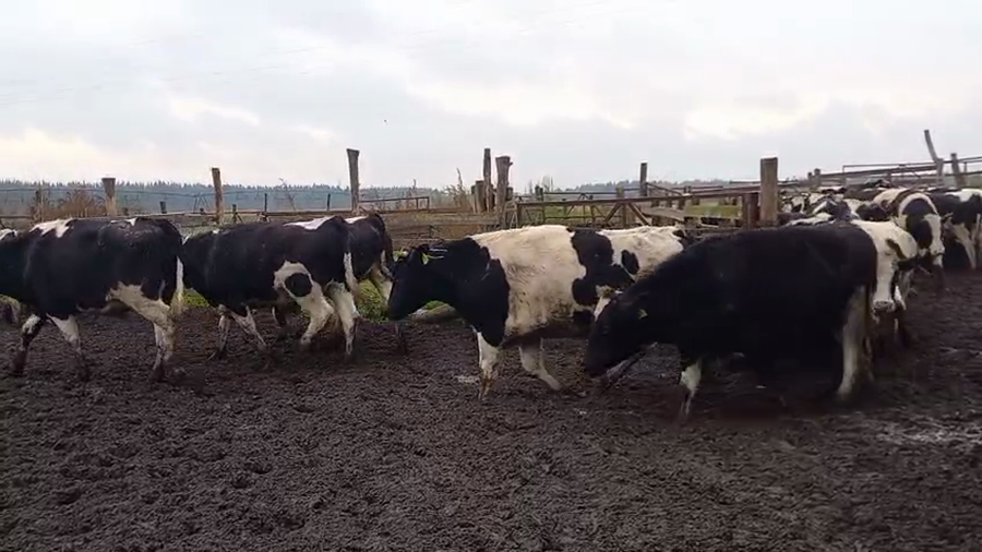 Lote 40 Novillo Gordo en Cabrero, VIII Región Biobío