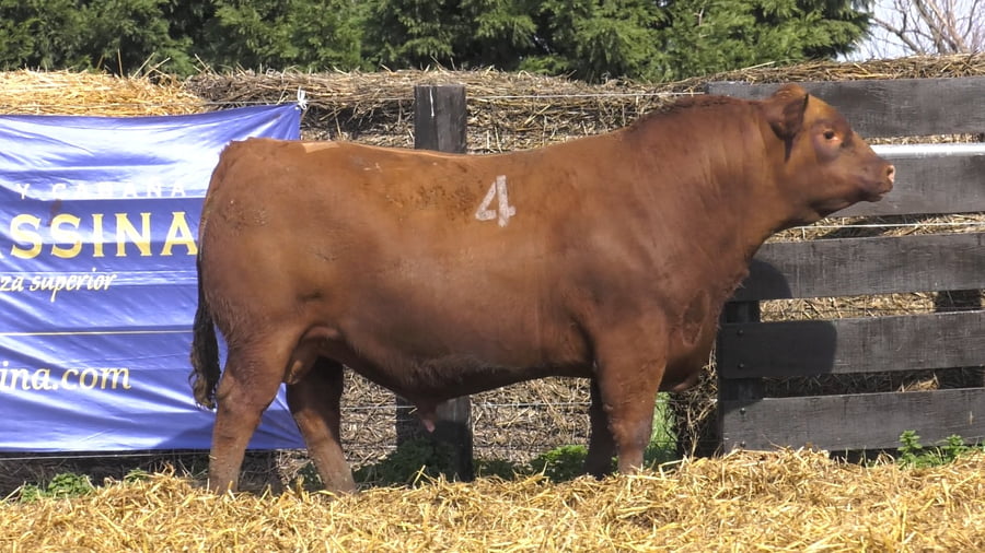 Lote TOROS ANGUS PURO CONTROLADO