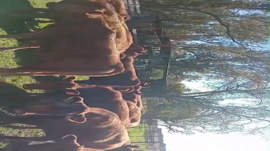 Lote 15 Vaquillonas en Saladillo