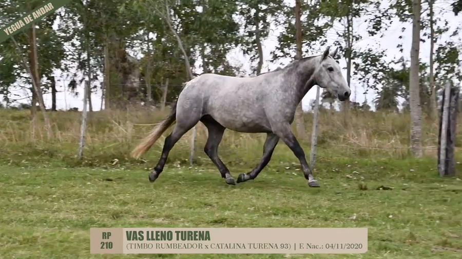 Lote VAS LLENO TURENA