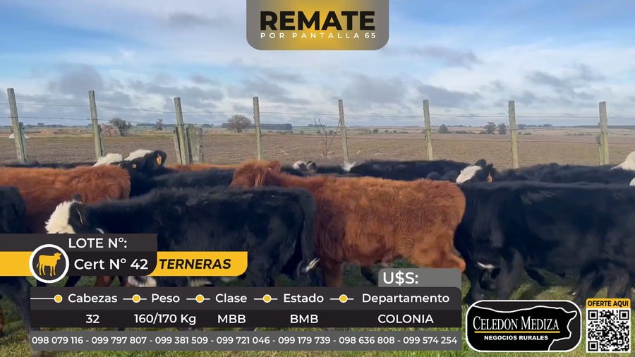 Lote 32 Terneras en Colonia