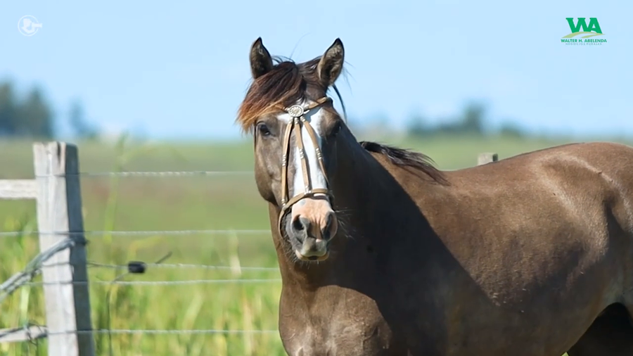 Lote MAZAMORRA JOSE IGNACIO