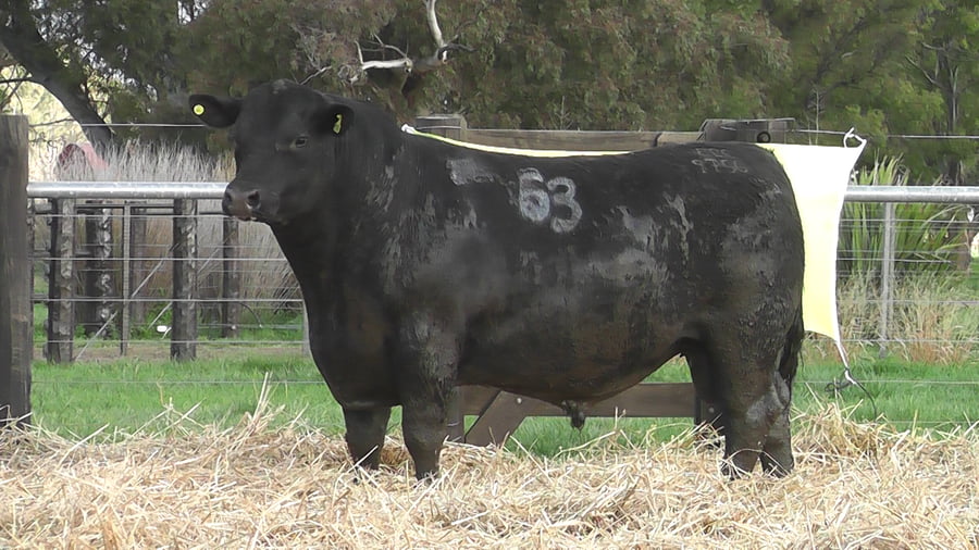 Lote TOROS ANGUS PUROS CONTROLADOS