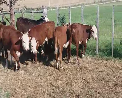 Lote (Vendido)7 Terneros BRAF/ HE 240kg -  en EL CHILENO