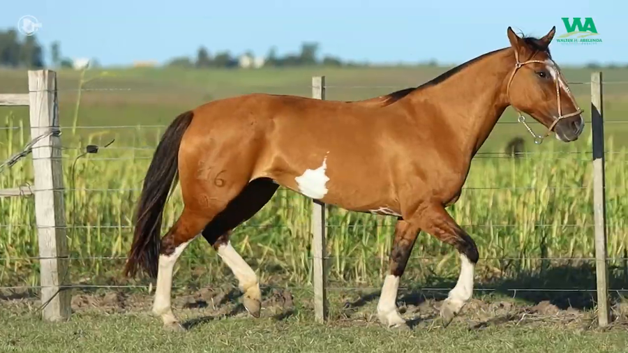Lote MEDIA LUNA JOSE IGNACIO