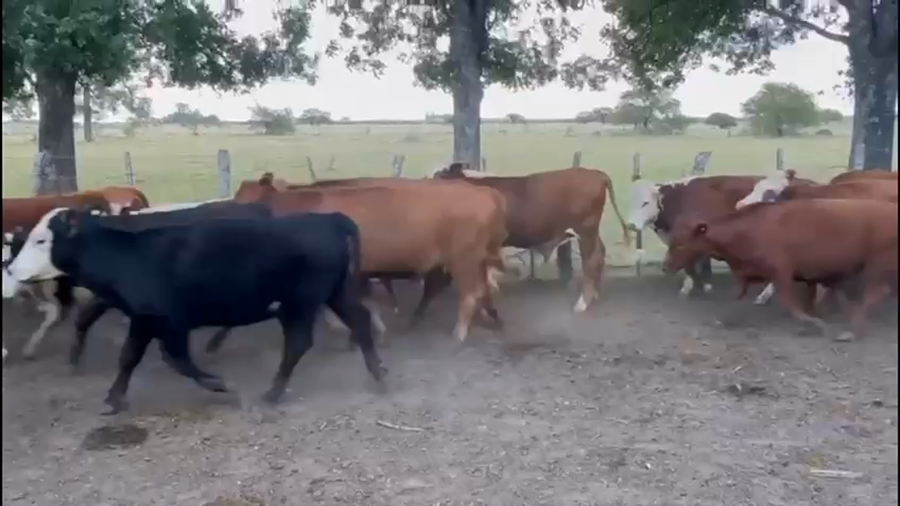 Lote 34 Novillos en Entre Ríos, Gualeguaychú