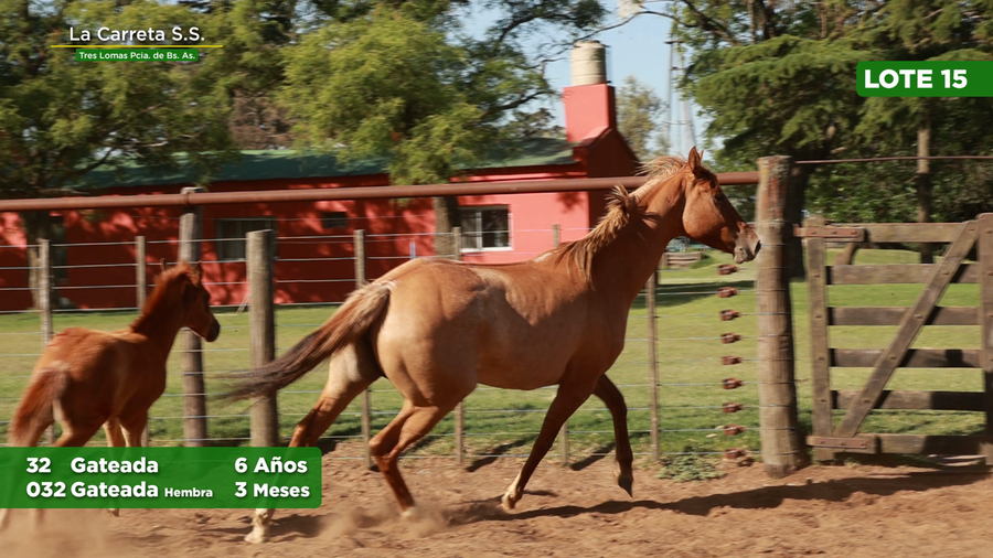 Lote 2 Yeguas