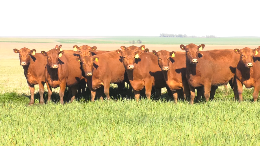 Lote VACAS  ANGUS COLORADO   P. CONTROLADAS C/ GTIA DE PREÑEZ PARICION OTOÑO