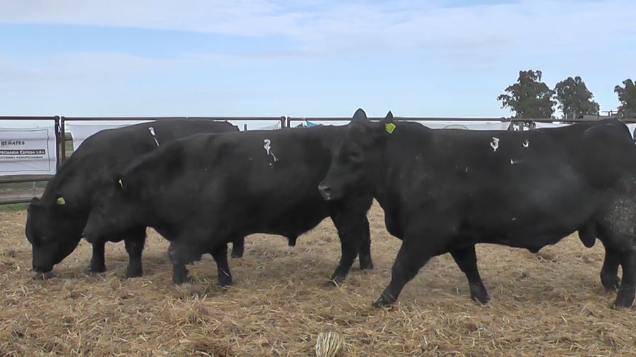 Lote "Toros ""SANTA ROSA"""