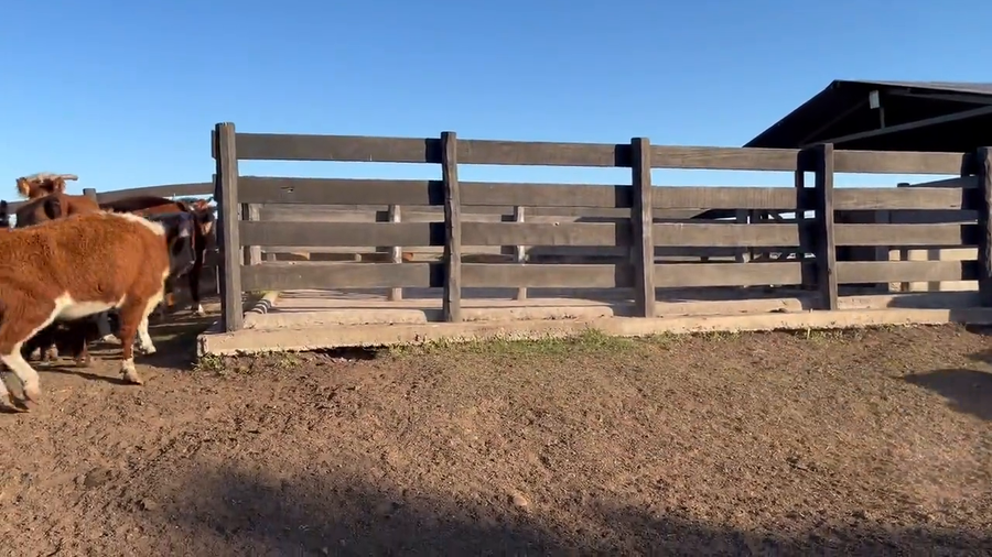 Lote Vacas de invernada