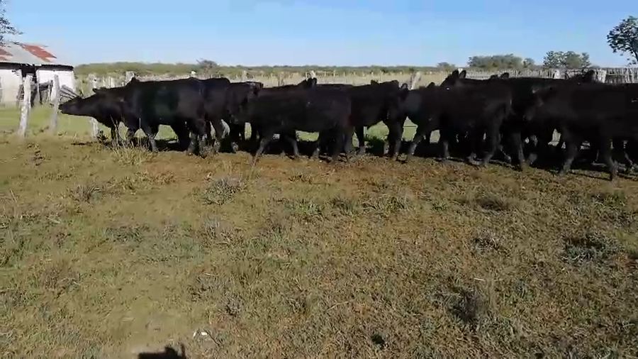 Lote 60 Terneros/as en Concordia, Entre Ríos