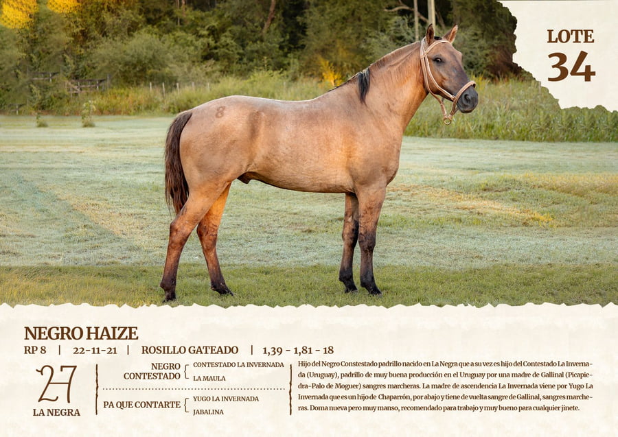 Lote NEGRO HAIZE