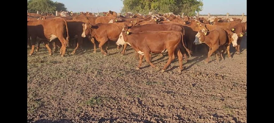 Lote 0 Terneras en Entre Ríos, Villaguay
