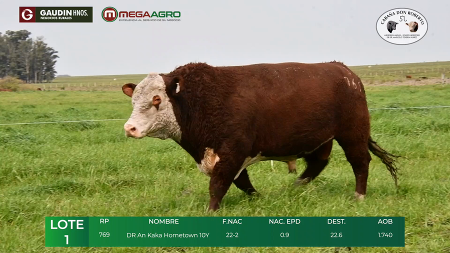 Lote LOTE 1        POLLED HEREFORD     2 1/2 años