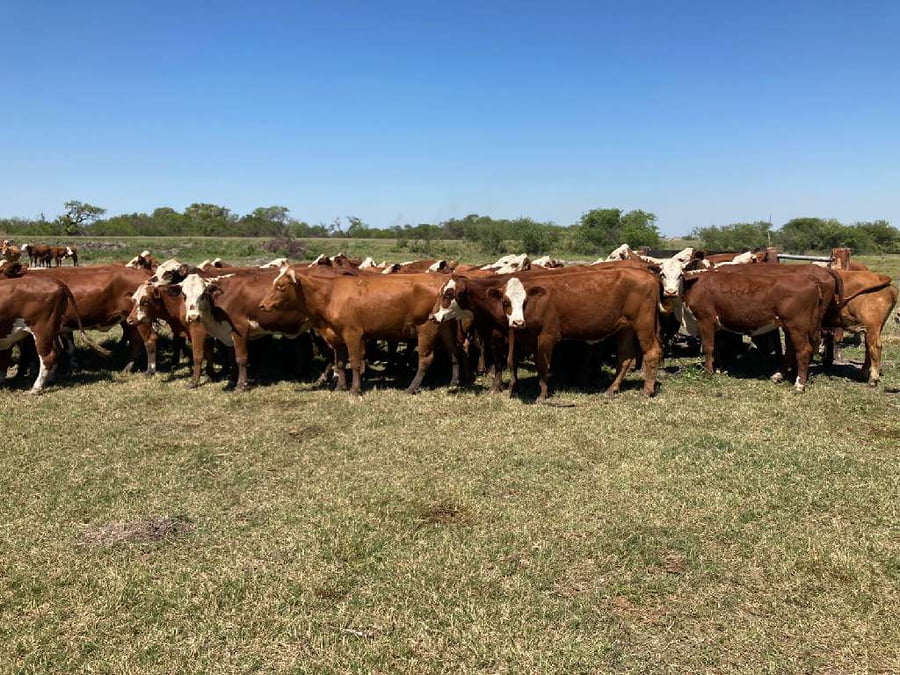 Lote 60 Vaquillonas en Esquina, Corrientes