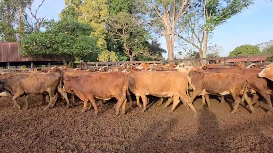 Lote 50 Vacas nuevas Preñadas en Corrientes, Ituzaingó