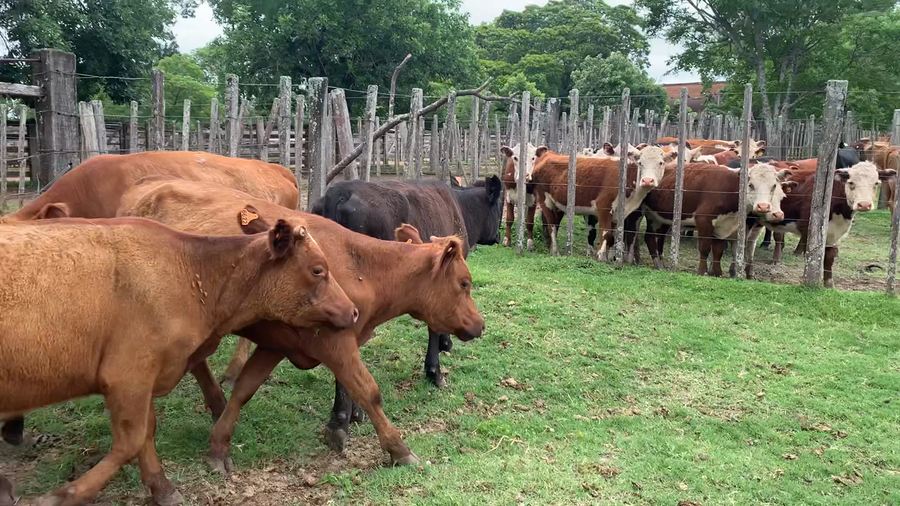 Lote 5 Vaquillonas más de 2 años