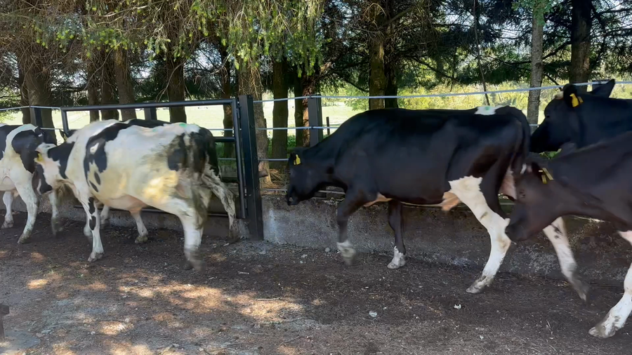 Lote 55 Novillo Engorda en Panguipulli, XIV Región Los Ríos