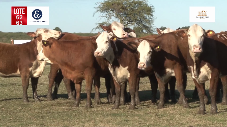 Lote Vaquillas Braford Generales-Preñadas IATF (17-12-2021) y Servicio Colectivo (27/12/21 al 05/02/22)