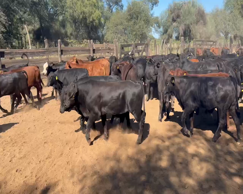 Lote 113 Terneros en Juan José Castelli, Chaco
