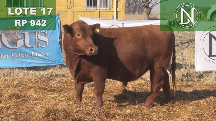 Lote TORO PC ANGUS COLORADO - RP 942