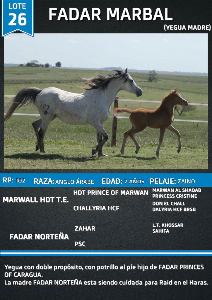 Lote FADAR MARBAL