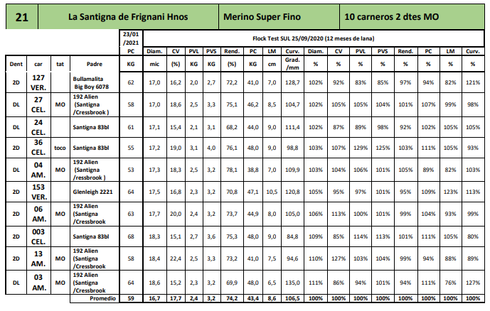 Lote 10 carneros 2 dtes MO