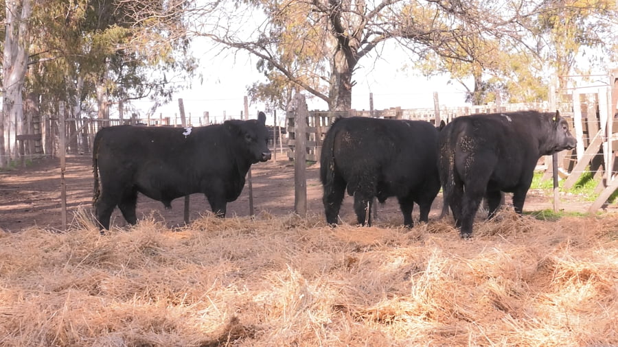 Lote TOROS PUROS POR CRUZA 