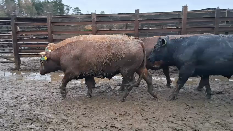 Lote 20 Novillo Gordo en Los Ángeles, VIII Región Biobío