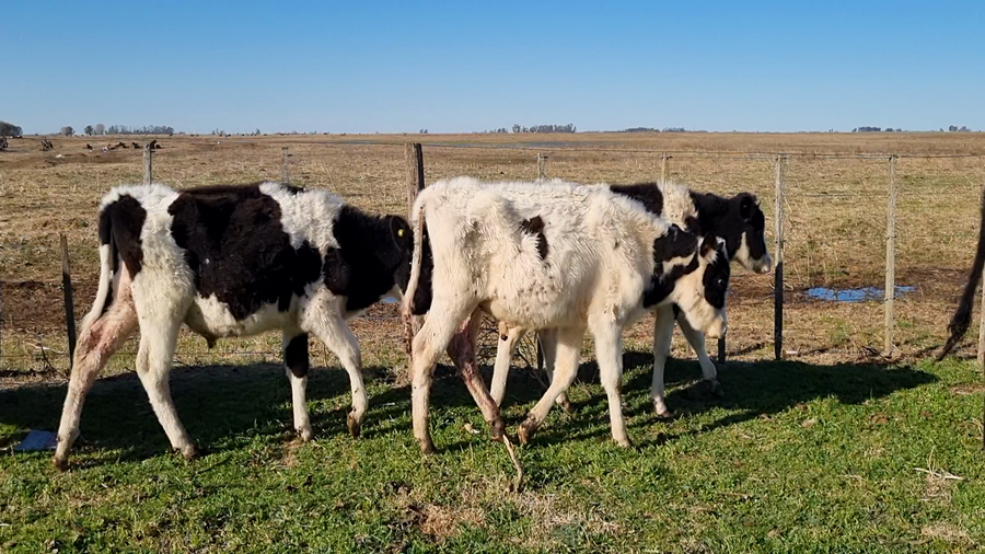 Lote 65 Terneros en Bolívar, Buenos Aires