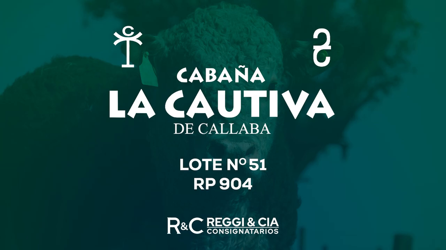 Lote Toros Hereford PR