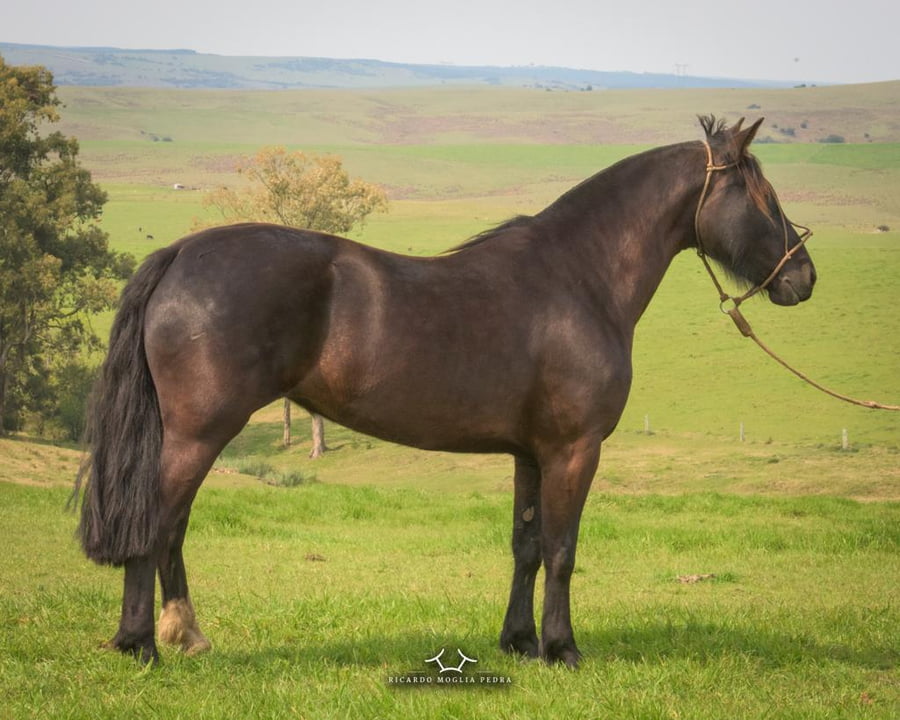 Lote Criollos da Fronteira El Gavilán Jirafa RP: 348