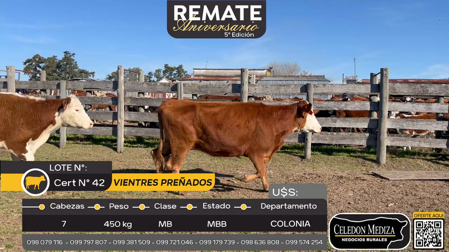 Lote 7 Vientres Preñados en El Cuadro Colonia