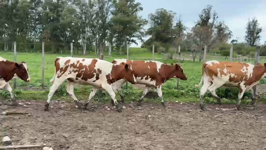 Lote VAQUILLONAS 1 a 2 AÑOS