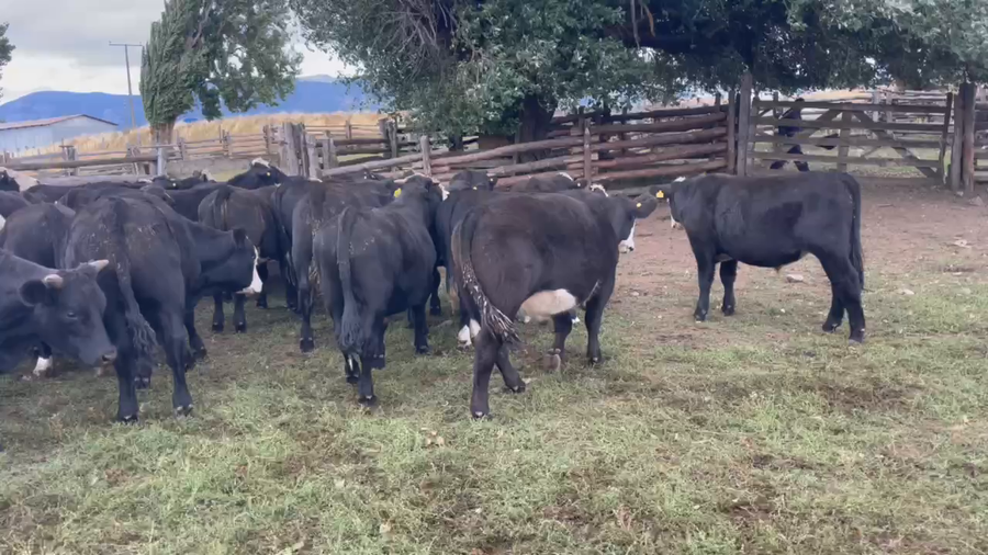 Lote 54 Novillo Engorda en Coyhaique, XI Región Aysén